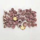 Természetjáró gyűjtemény terméscsomag rózsaszín