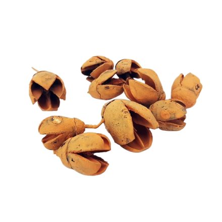 Bakuli termés mandarin 1,5-3cm 10db/csomag