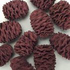 Cédrus toboz mályva 10db/cs.