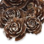 Cédrus rózsa havas 8db/csomag