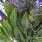 Trombitavirág csokor lila