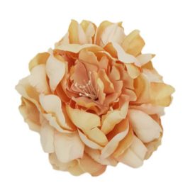 Babarózsa 13cm cirmos-barack Babarózsa 13cm cirmos-barack