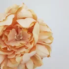 Babarózsa fej 13cm cirmos barack