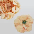 Babarózsa fej 13cm cirmos barack