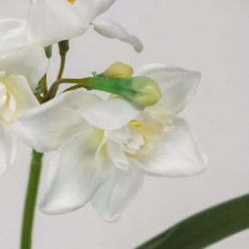 Nárcisz szálas 3 fejes fehér Nárcisz szálas 3 fejes fehér