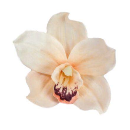 Orchidea fej barack 6cm x 10cm 4db/csomag