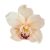 Orchidea fej barack 6cm x 10cm 4db/csomag