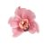 Orchidea fej rózsaszín 4db/csomag