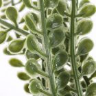 12 ágú levél pick zöld