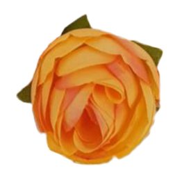 Begónia fej 3cm barack Begónia fej 3cm barack