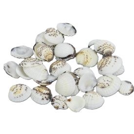 Cirmos fehér kagyló 2,5 - 3,5cm 10 dkg/csomag Cirmos fehér kagyló 2,5 - 3,5cm 10 dkg/csomag