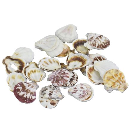 "Shell" kagyló 3-4cm 10dkg/csomag