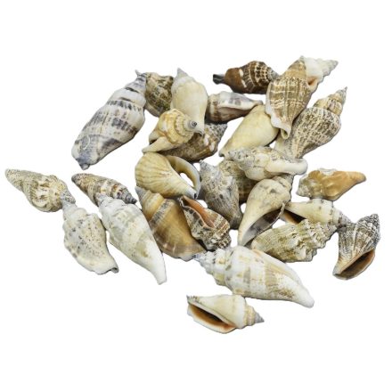 Vegyes csigák 4-6cm 10dkg/csomag