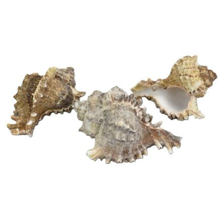 Fésűscsiga 6-10cm 3db/csomag