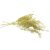 Asparagus csillámos arany  4db/csomag