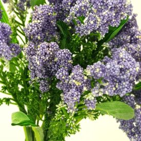 Bogyós csokor sötétlila 1db Bogyós csokor sötétlila 1db