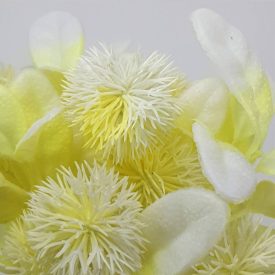 Bogáncs csokor fehér Bogáncs csokor fehér