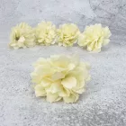 Kerti szegfű 4,5cm krém