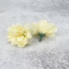 Kerti szegfű 4,5cm krém