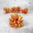 Kerti szegfű 4,5cm napsárga