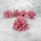 Kerti szegfű 4,5cm oldpink