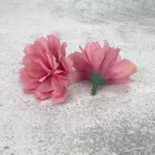 Kerti szegfű 4,5cm oldpink