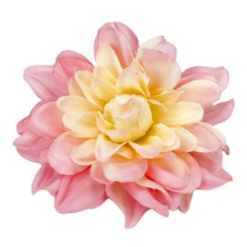 Dália fej 8cm x 3cm rózsaszín krém Dália fej 8cm x 3cm rózsaszín krém