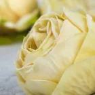 Rózsa fej 5,5cm - krém sárga