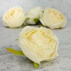 Rózsa fej 5,5cm - krém