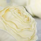 Rózsa fej 5,5cm - krém