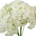 Díszítő köteg 10 szálas fehér 31cm