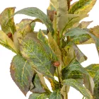 Leveles bokor 6 ágú 38cm