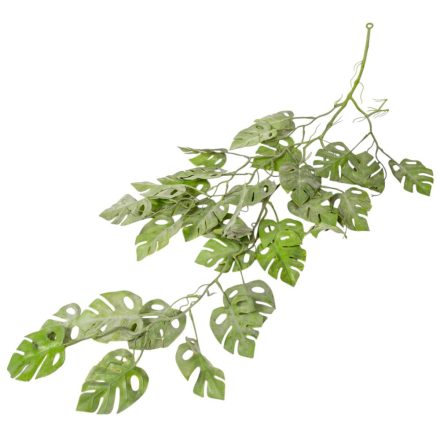 Monstera futó 90cm