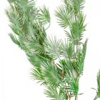 Mini pálma leveles futó zöld-fehér 110cm