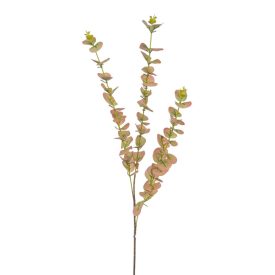 Eukaliptusz barna 82cm Eukaliptusz barna 82cm