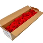 Szegfű virágfej D8cm 402 50db/#