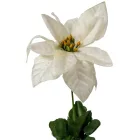 Mikulás virág szálas bársony krém 53cm