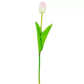 Tulipán szálas fehér halványrózsaszín 54cm