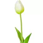 Tulipán szálas gumi krém 45cm