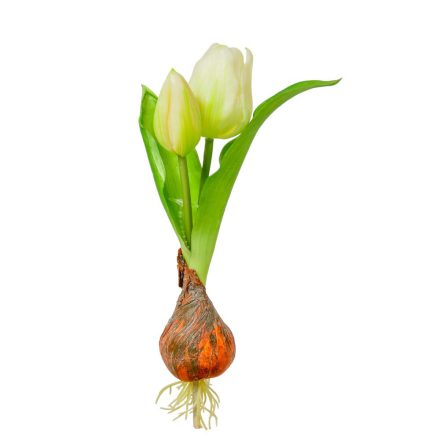 Hagymás tulipán gumi 2 virággaé krém 25cm