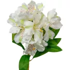 Asztromeria ág 6 virágos krém 60cm