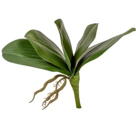 Orchidea levél gyökérrel 18cm