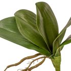 Orchidea levél gyökérrel 18cm