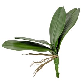 Orchidea levél gyökérel 20cm