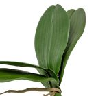 Orchidea levél gyökérel 20cm