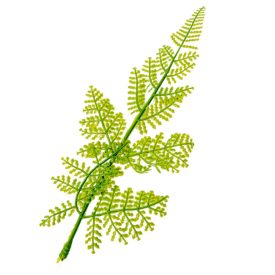 Páfrány levél gumi 23cm