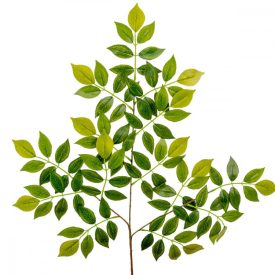 Akác ág 62cm Akác ág 62cm