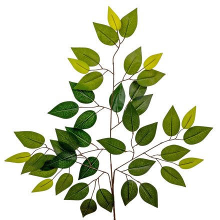 Fikusz ág 58cm