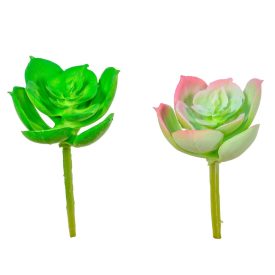 Kövirózsa M8cm 12db/csom Kövirózsa M8cm 12db/csom