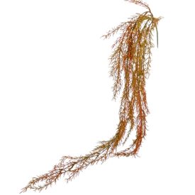 Aszparágus ág 80cm Aszparágus ág 80cm